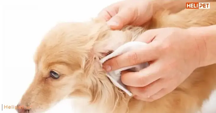 Chó Bị Rận Có Nguy Hiểm Không?