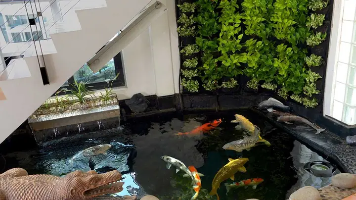 Hồ Cá Koi Trong Nhà Đẹp