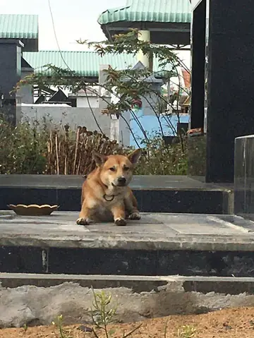 Chú Chó Nằm Bên Cạnh Mộ Chủ Không Rời Khiến Người Ta Rưng Rưng Xúc Động