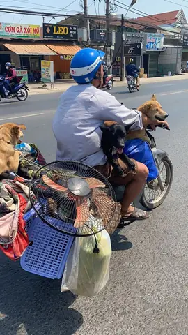 Người Đàn Ông Đèo 3 Chú Chó Trên Xe Máy, Hình Ảnh Phía Sau Khiến Tất Cả Bật Cười