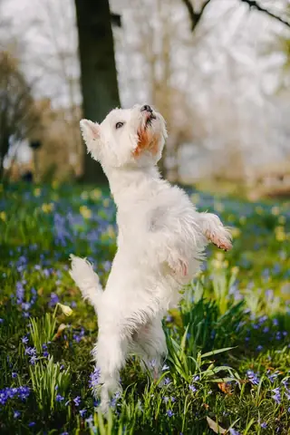 Chó Samoyed: Thiên Thần Tuyết Mỉm Cười