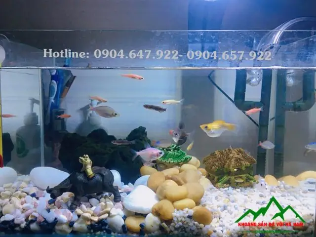 Tốt Cho Cây Thủy Sinh