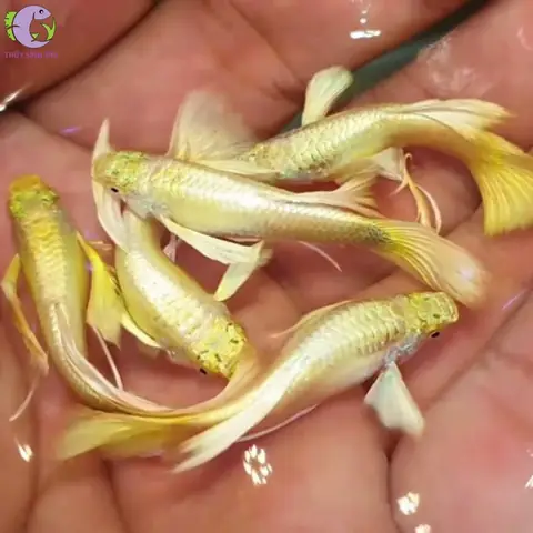 Hướng Dẫn Nuôi Cá Bảy Màu Full Gold Lên Màu Đẹp.