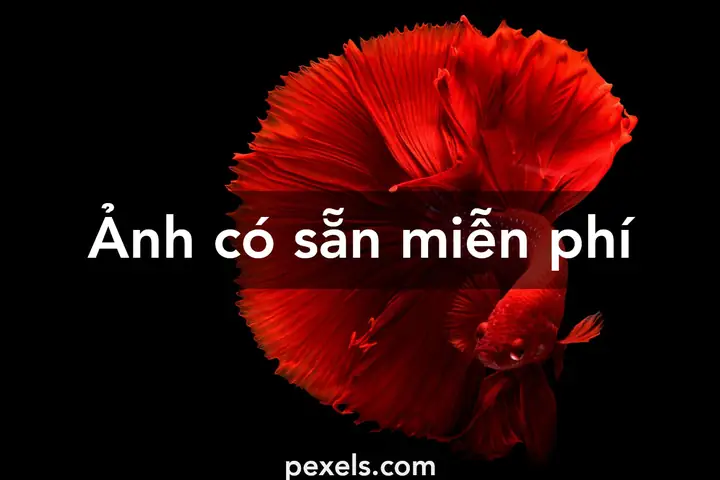 400.000+ Ảnh Đẹp Nhất Về Cá Betta · Tải Xuống Miễn Phí 100 ... 400.000+ Ảnh Đẹp Nhất Về Cá Betta · Tải Xuống Miễn Phí 100 ...