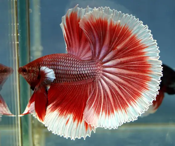 Những Bức Ảnh Đẹp Về Cá