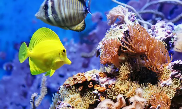 Những Bức Ảnh Đẹp Về Cá