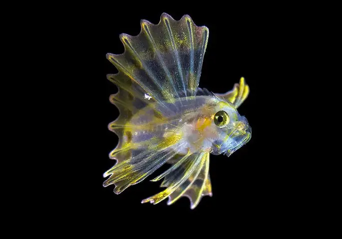 Những Bức Ảnh Đẹp Về Cá