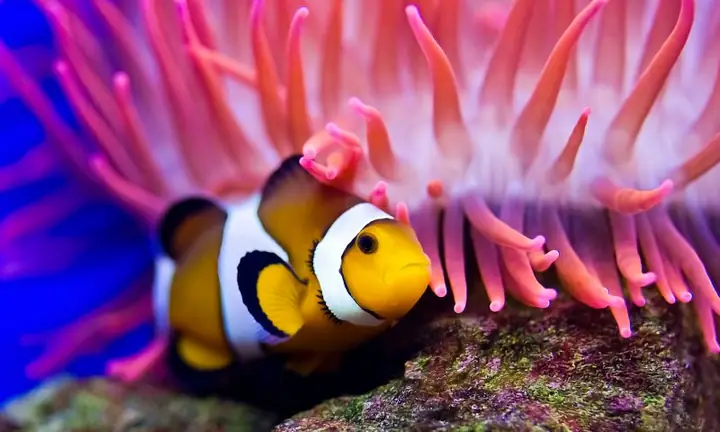 Những Bức Ảnh Đẹp Về Cá