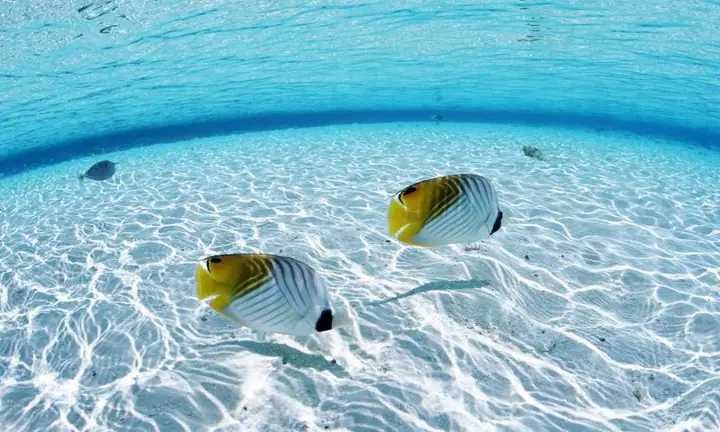 Những Bức Ảnh Đẹp Về Cá