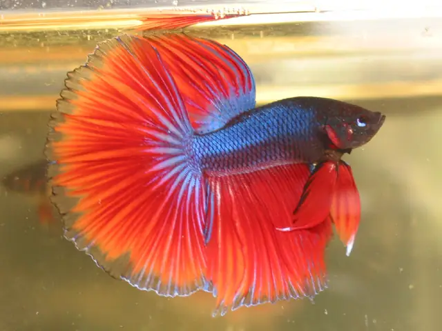 Những Bức Ảnh Đẹp Về Cá