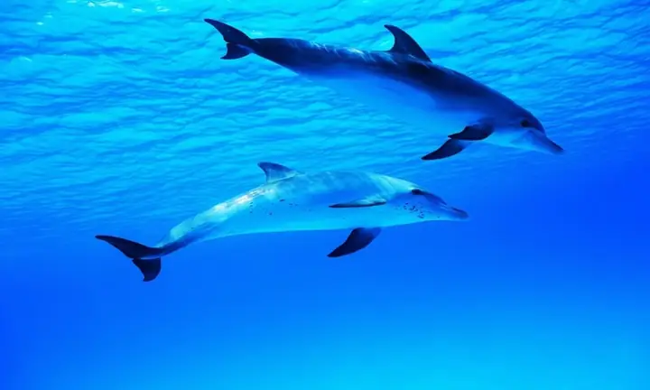 Những Bức Ảnh Đẹp Về Cá