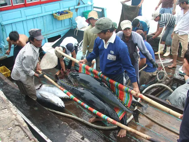 Hình Cá Ngừ Đại Dương