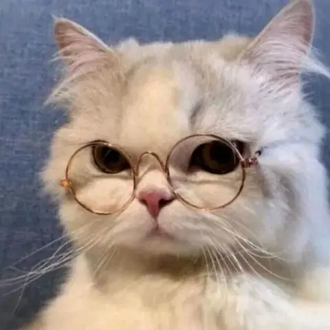 Avatar Hình Mèo Tự Nhiên (real-life Cat)