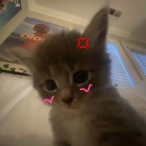 Avatar Hình Mèo Vô Tri (biểu Tượng Của Sự Thoát Ly)