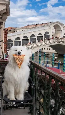 Hình Nền Con Chó Bựa, Hài Hước