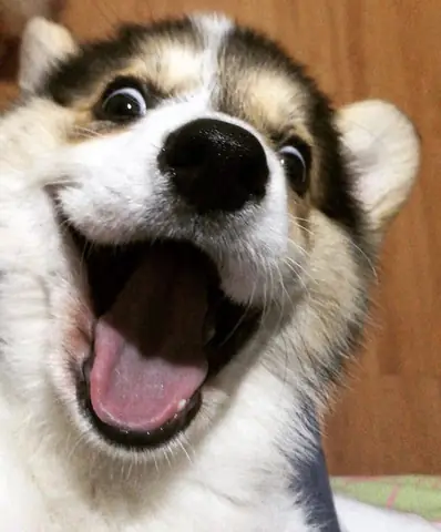 Tổng Hợp Ảnh Chó Nhe Răng Cười Đểu Hài Hước