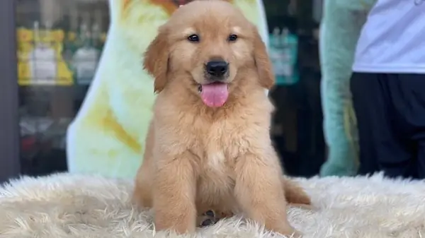 Hình Ảnh Chó Golden Cười Ngộ Nghĩnh