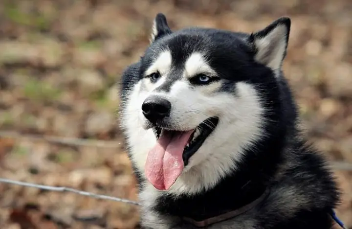 Hình Ảnh Những Chú Chú Husky Ngáo Cười