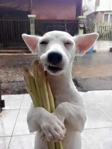 Tổng Hợp Ảnh Chó Nhe Răng Cười Đểu Hài Hước