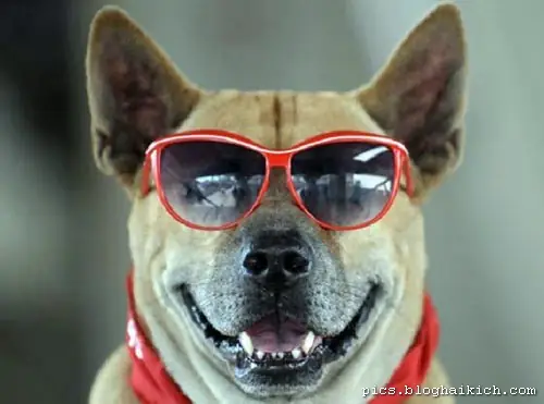 Tổng Hợp Ảnh Chó Nhe Răng Cười Đểu Hài Hước