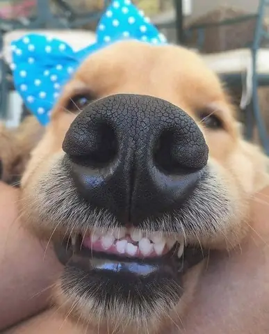 Tổng Hợp Ảnh Chó Nhe Răng Cười Đểu Hài Hước