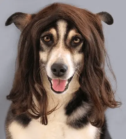 Tổng Hợp Ảnh Chó Nhe Răng Cười Đểu Hài Hước