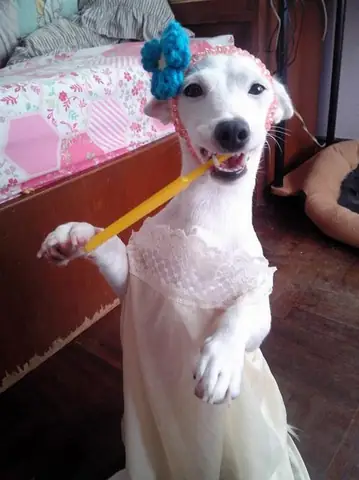 Tổng Hợp Ảnh Chó Nhe Răng Cười Đểu Hài Hước