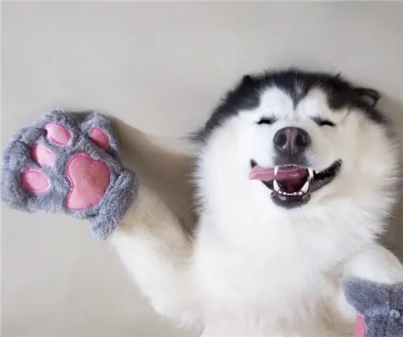 Hình Ảnh Những Chú Chú Husky Ngáo Cười