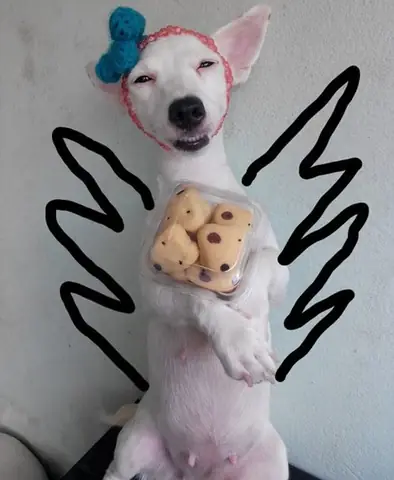 Tổng Hợp Ảnh Chó Nhe Răng Cười Đểu Hài Hước