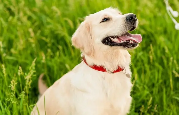 Hình Ảnh Chó Golden Cười Ngộ Nghĩnh