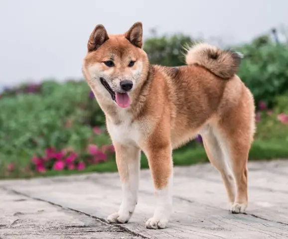Hình Ảnh Chó Shiba Cười Đểu Đáng Yêu