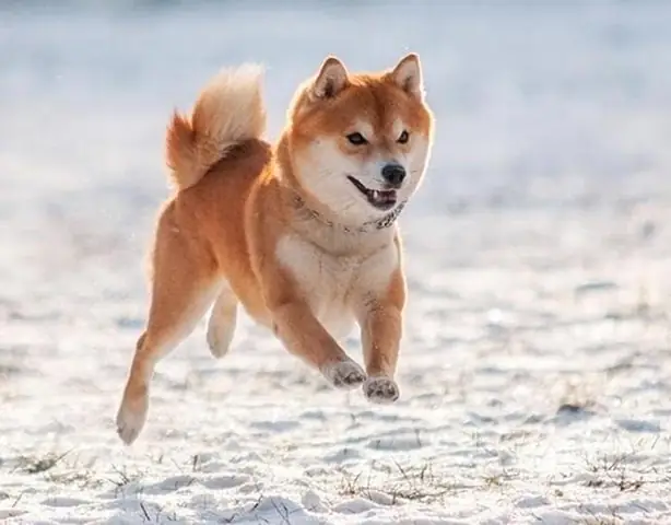 Hình Ảnh Chó Shiba Cười Đểu Đáng Yêu