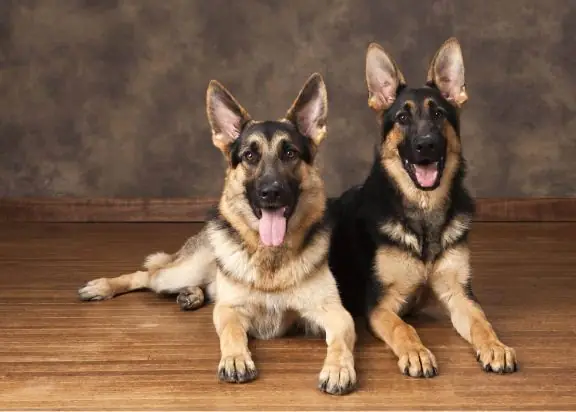 Tổng Hợp Ảnh Chó Nhe Răng Cười Đểu Hài Hước