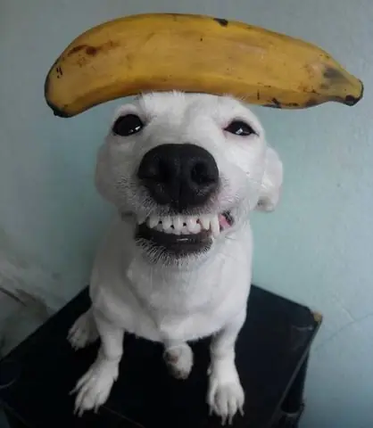 Tổng Hợp Ảnh Chó Nhe Răng Cười Đểu Hài Hước