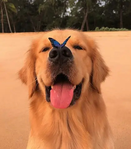 Hình Ảnh Chó Golden Cười Ngộ Nghĩnh