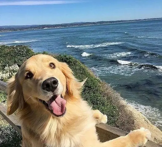 Hình Ảnh Chó Golden Cười Ngộ Nghĩnh