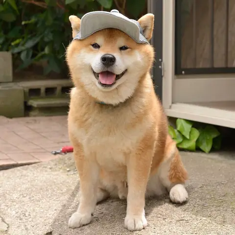 Hình Ảnh Chó Shiba Cười Đểu Đáng Yêu