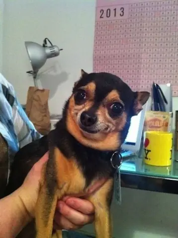 Tổng Hợp Ảnh Chó Nhe Răng Cười Đểu Hài Hước