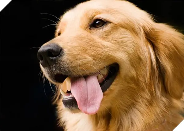 Hình Ảnh Chó Golden Cười Ngộ Nghĩnh