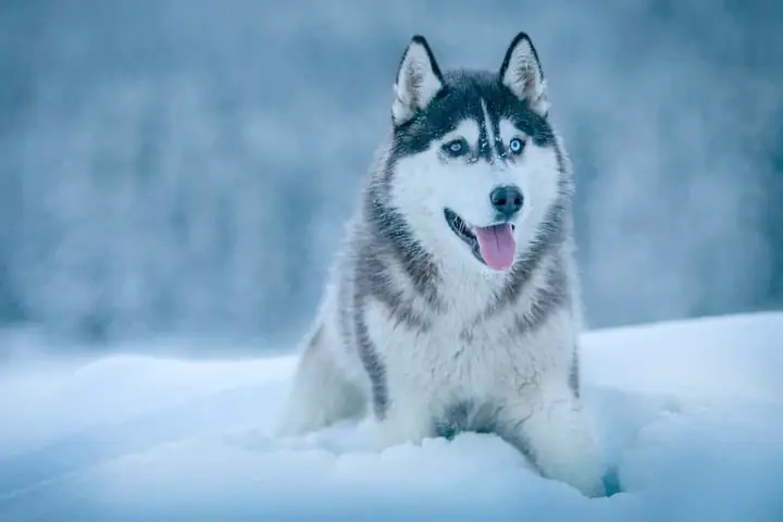 Hình Ảnh Những Chú Chú Husky Ngáo Cười