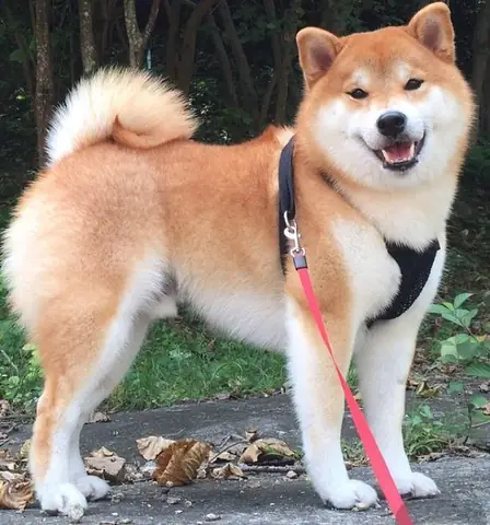 Hình Ảnh Chó Shiba Cười Đểu Đáng Yêu
