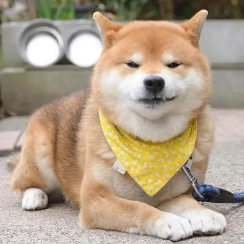 Hình Ảnh Chó Shiba Cười Đểu Đáng Yêu