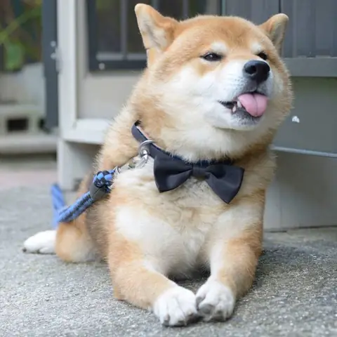 Hình Ảnh Chó Shiba Cười Đểu Đáng Yêu