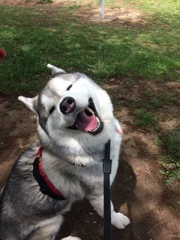 Hình Ảnh Những Chú Chú Husky Ngáo Cười