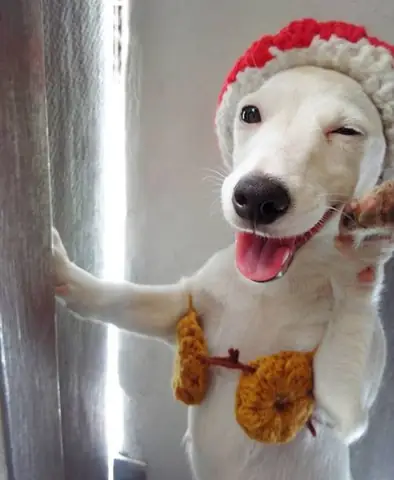 Tổng Hợp Ảnh Chó Nhe Răng Cười Đểu Hài Hước