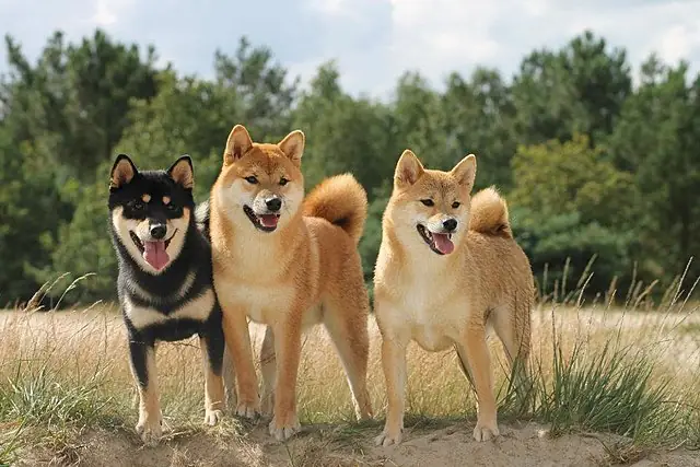 Hình Ảnh Chó Shiba Cười Đểu Đáng Yêu