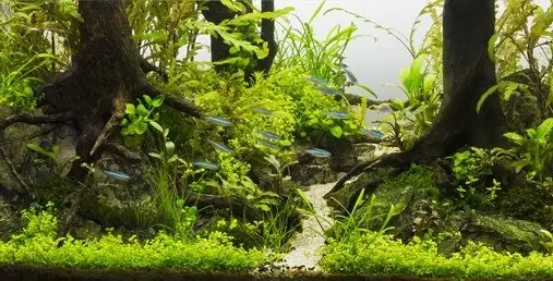 Hình Ảnh Decal Dán Kính Hồ Cá Đẹp 2