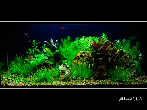 Xin Được Giúp Đỡ Về Kỹ Thuật Chụp Hình Hồ Cá Thủy Sinh Vào Buổi Tối