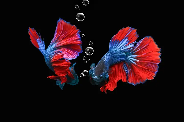 10000+ Betta Fish & Ảnh Cá Miễn Phí - Pixabay