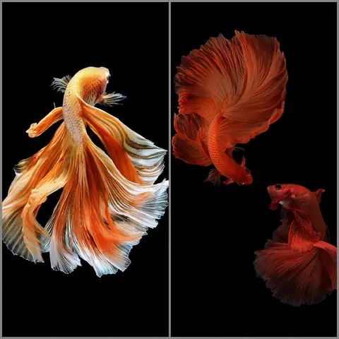 Hình Nền Cá Lia Thia Cho Iphone